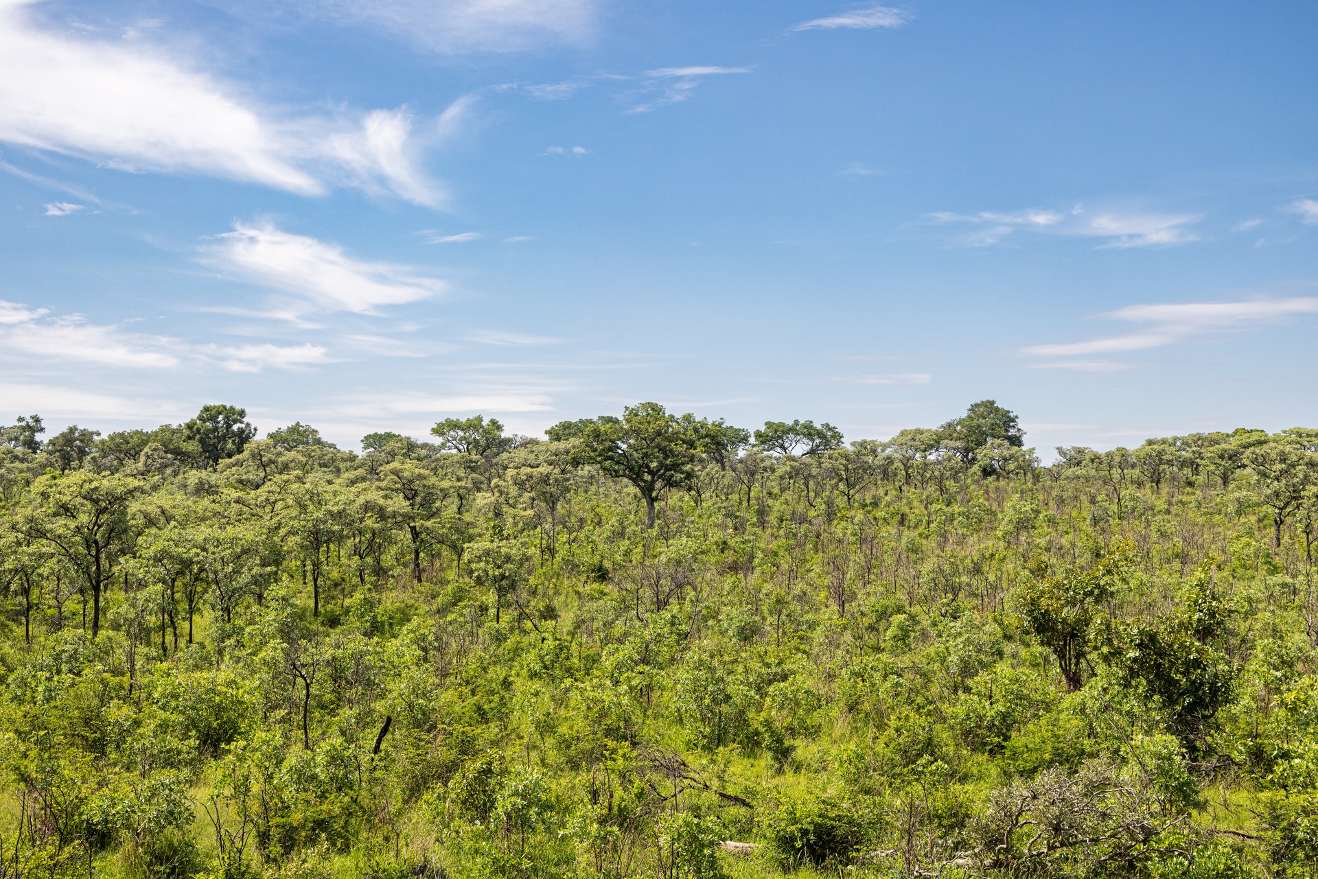 Lush bushveld landscape