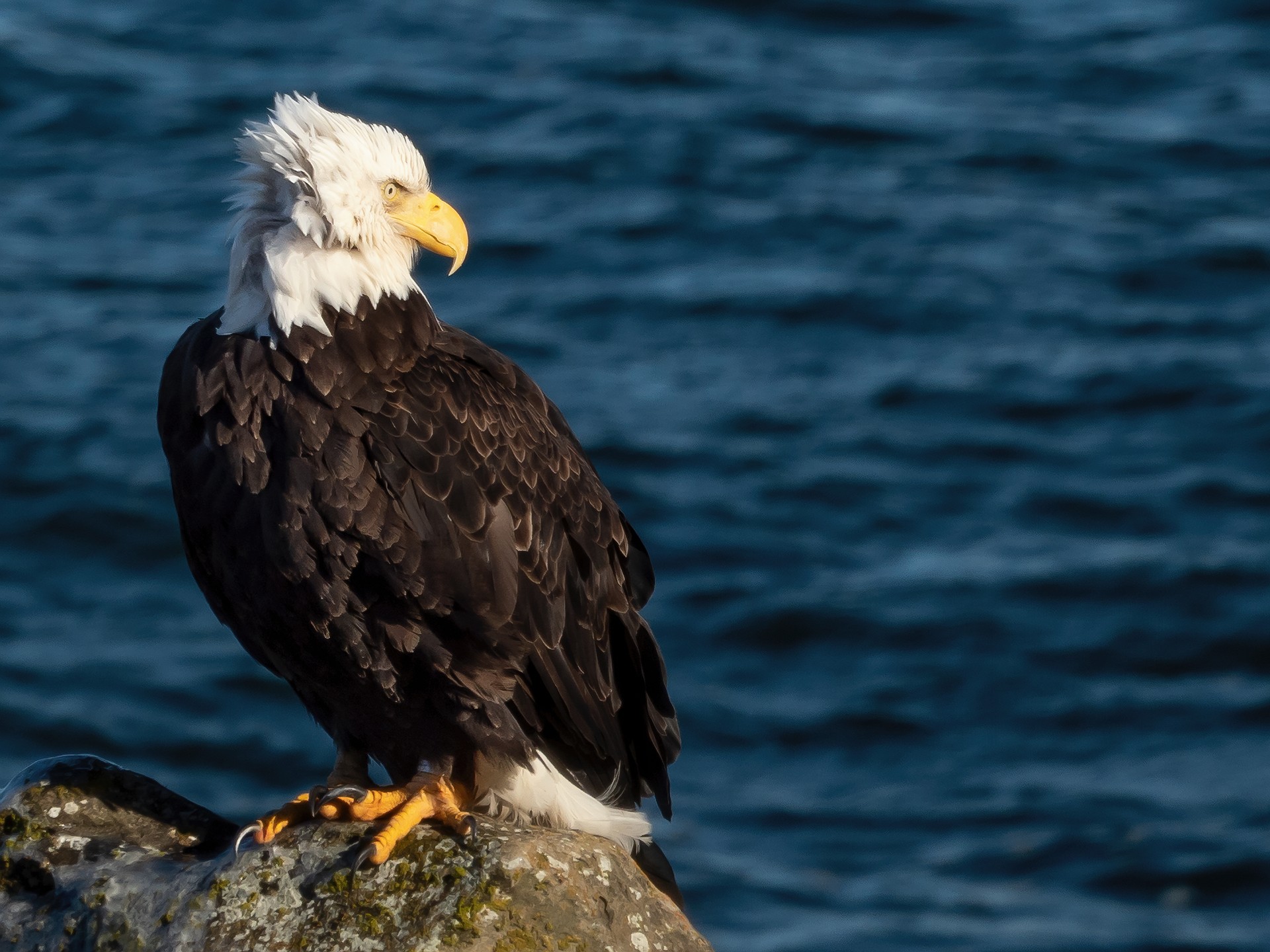 close up of a bald eagle resting on a rock at the ocean side
