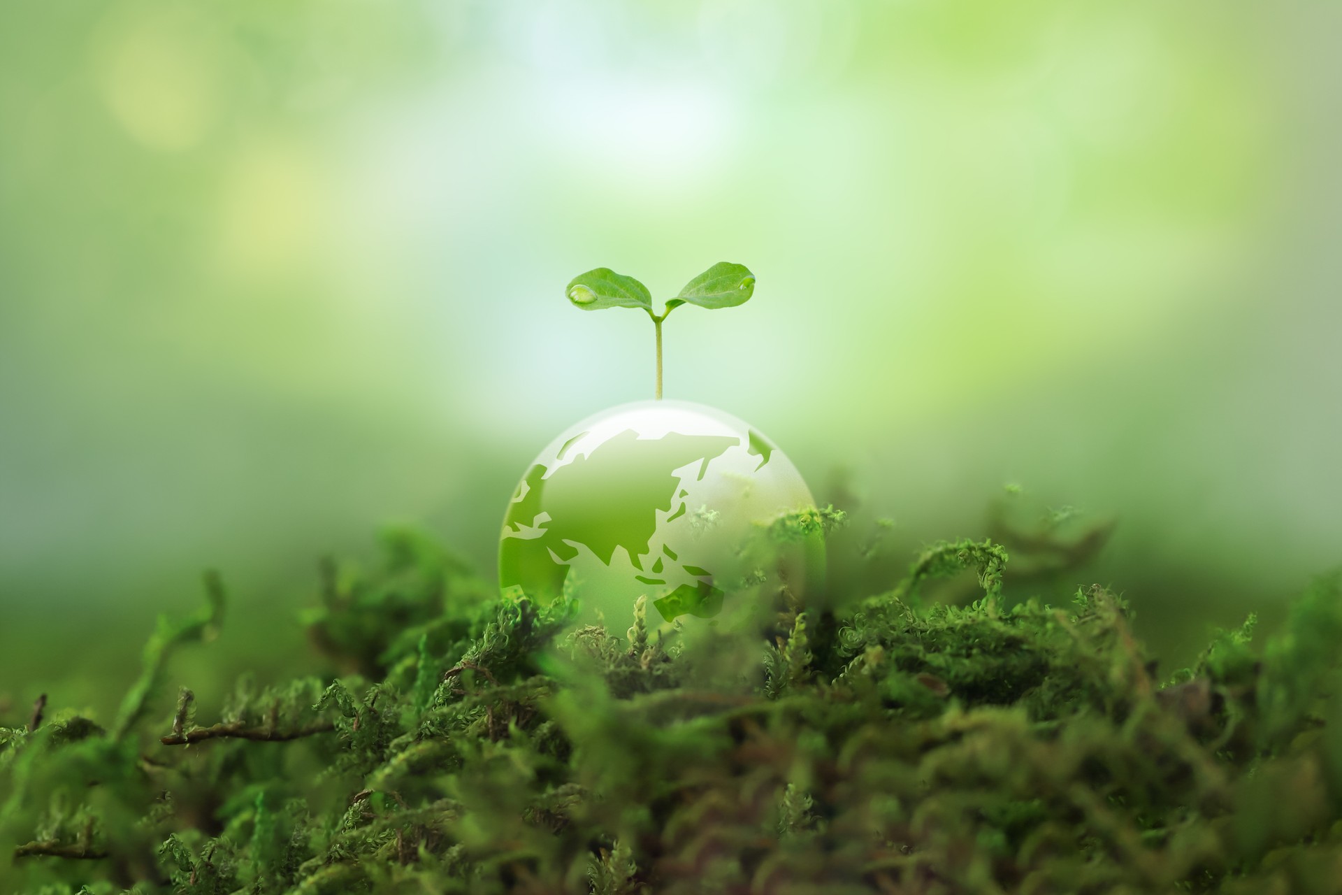 A new sprout grows on a transparent Earth. Image of environmental protection and a sustainable society