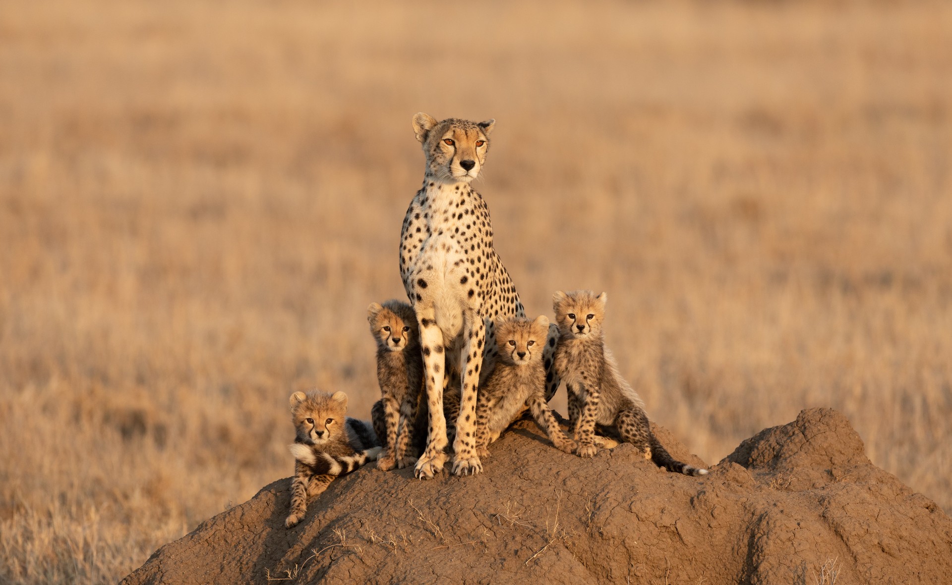 Adult female Cheetah with her four small cubs sitting on a termite mound in the Serengeti National Park Tanzania
