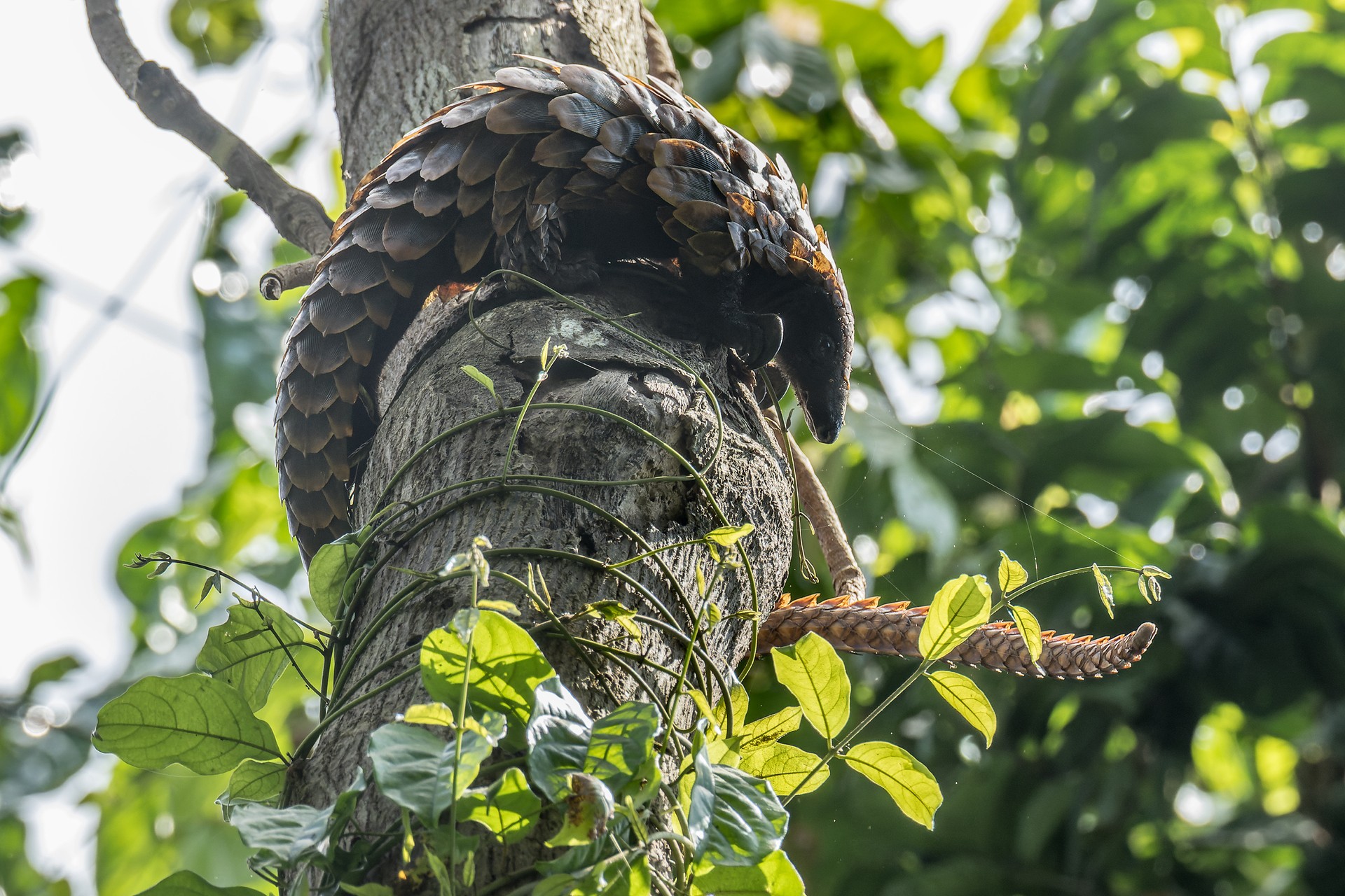 Long-tailed pangolin (African Black-bellied Pangolin)