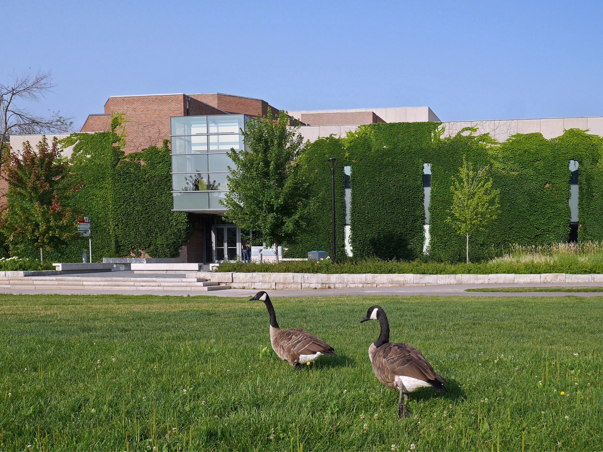 wild geese on university campus