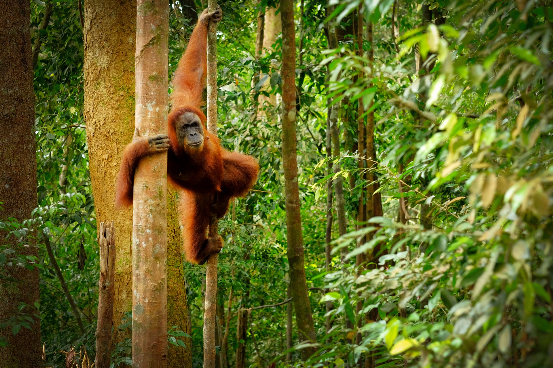 Jumping wild orangutan