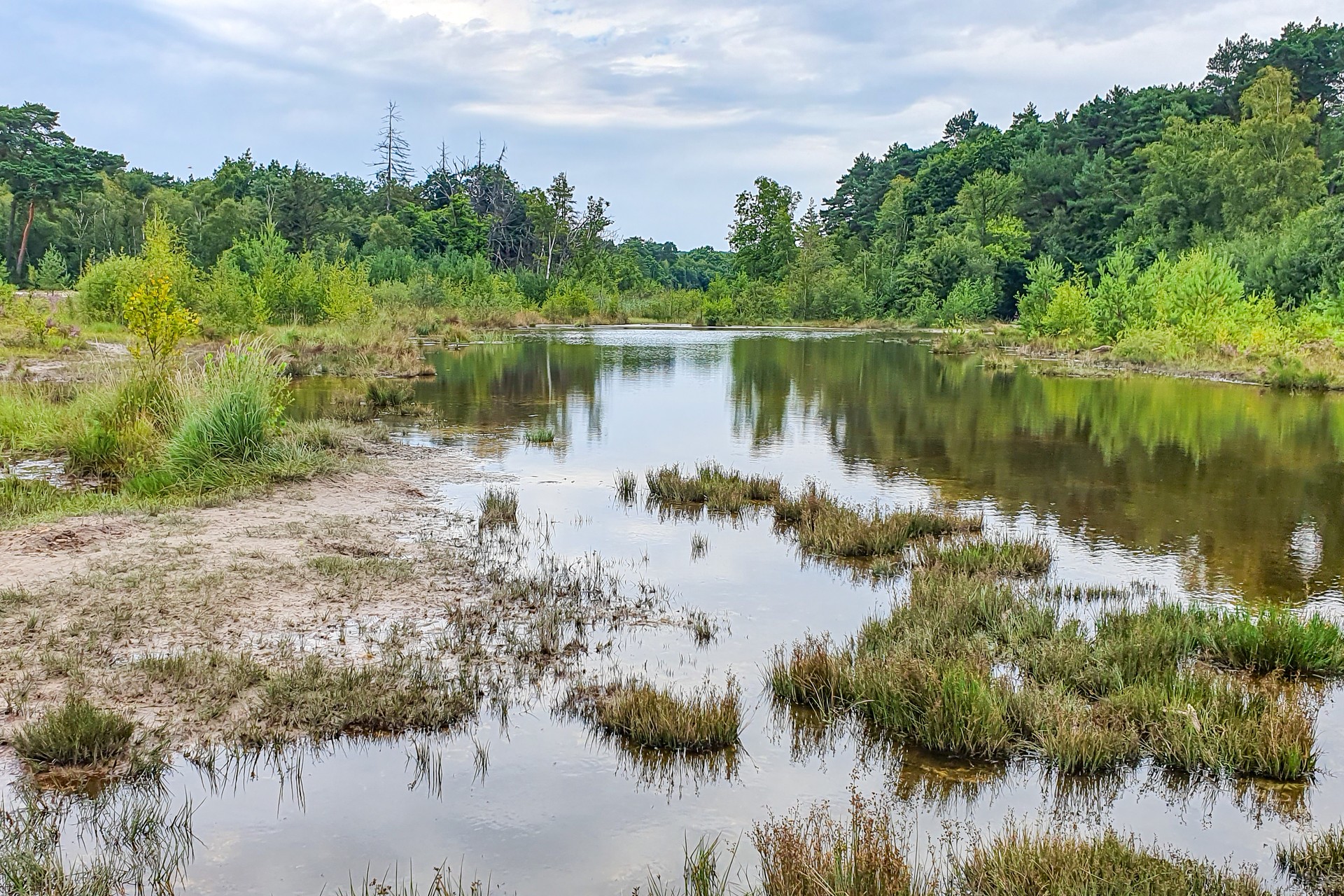 Stream in forest landscape among wild vegetation