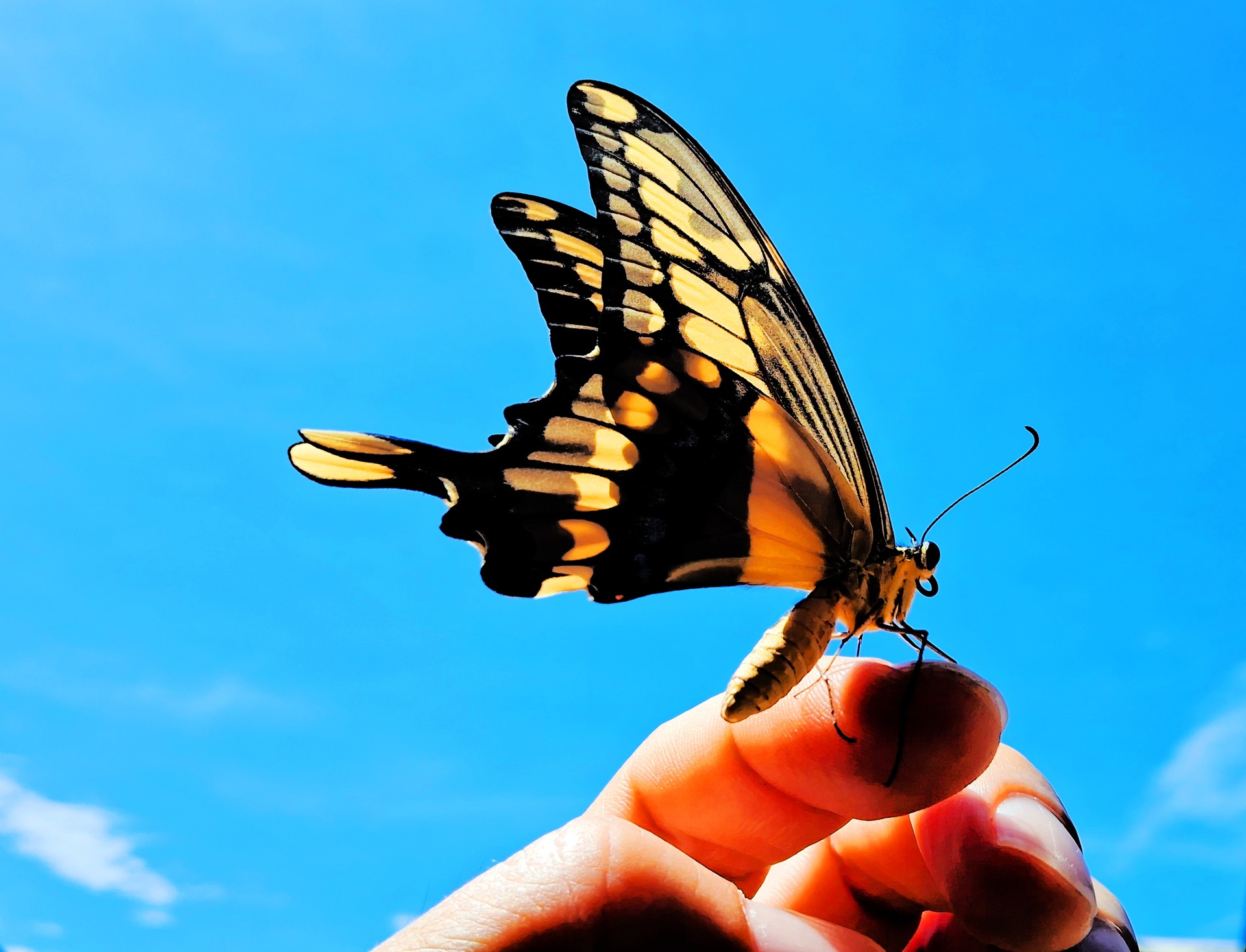 Butterfly sitting on the hand of a man at blue sky.